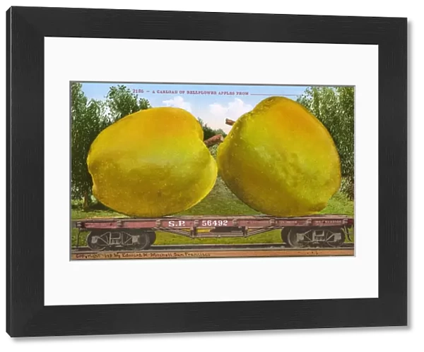 Rail car transporting giant Bellflower apples