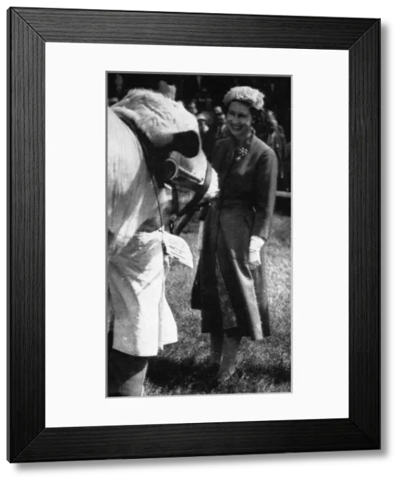Framed Print : Queen Elizabeth II inspecting a cattle champion, 1957 Framed Print : Queen Elizabeth II inspecting a cattle champion, 1957