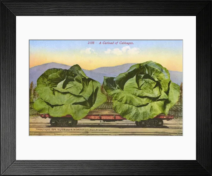 Framed Print : Rail car transporting giant cabbages Framed Print : Rail car transporting giant cabbages