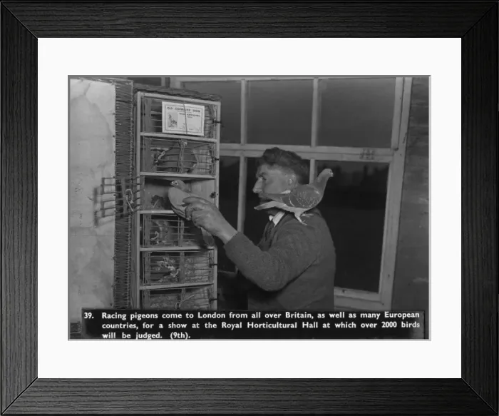 Framed Print : Man with racing pigeons Framed Print : Man with racing pigeons