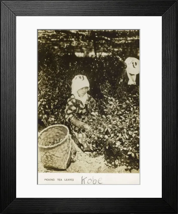 Framed Print : Picking Tea Leaves - Kobe, Japan Framed Print : Picking Tea Leaves - Kobe, Japan