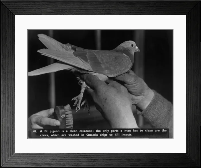 Framed Print : Pigeon hygiene Framed Print : Pigeon hygiene