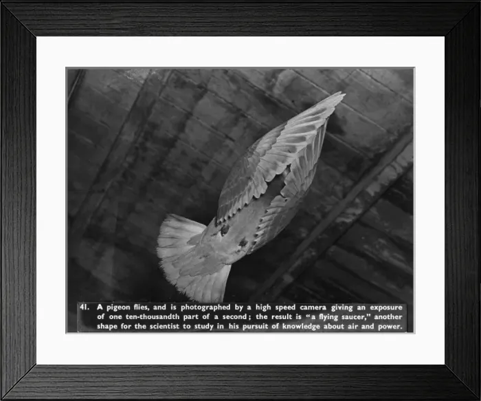 Framed Print : Flying pigeon Framed Print : Flying pigeon
