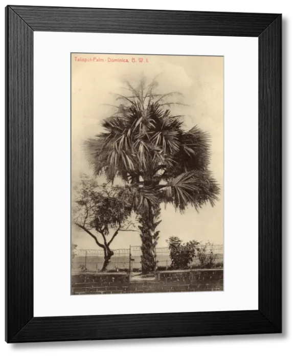Framed Print : Dominica, West Indies - Palm Trees Framed Print : Dominica, West Indies - Palm Trees