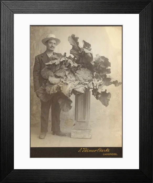 Framed Print : Record-breaking cauliflower Framed Print : Record-breaking cauliflower