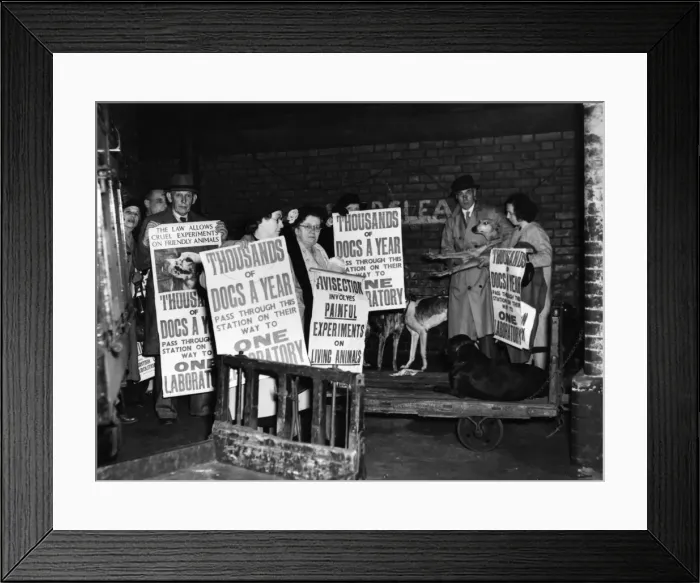 Framed Print : Campaigning against animal cruelty, 1940s Framed Print : Campaigning against animal cruelty, 1940s