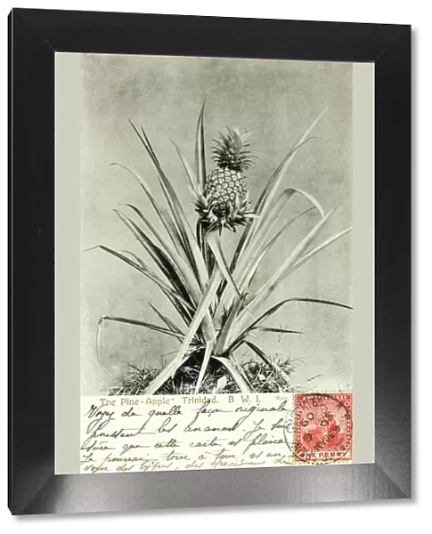 Trinidad and Tobago - Pineapple Plant