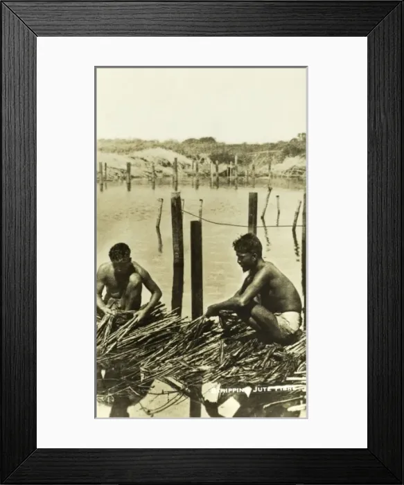 Framed Print : Stripping Jute Fibre - Bangladesh Framed Print : Stripping Jute Fibre - Bangladesh