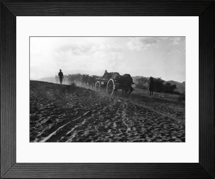 Framed Print : Mule wagons crossing desert, South Africa, WW1 Framed Print : Mule wagons crossing desert, South Africa, WW1