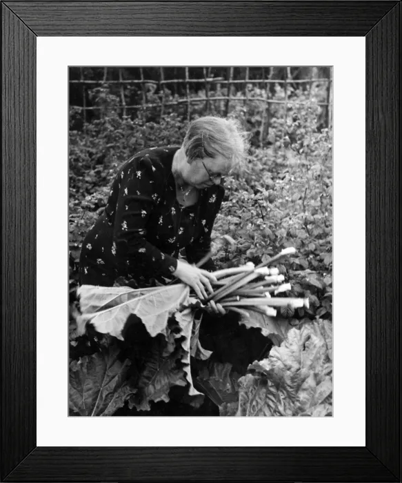 Framed Print : Growing rhubarb Framed Print : Growing rhubarb