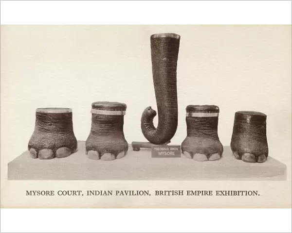 Elephants feet and trunk as furniture items