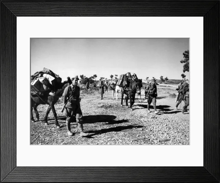 Framed Print : Ammunition supplies by donkey, North Africa, WW1 Framed Print : Ammunition supplies by donkey, North Africa, WW1
