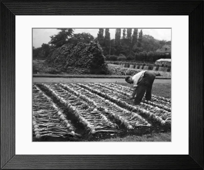 Framed Print : Man in vegetable garden Framed Print : Man in vegetable garden