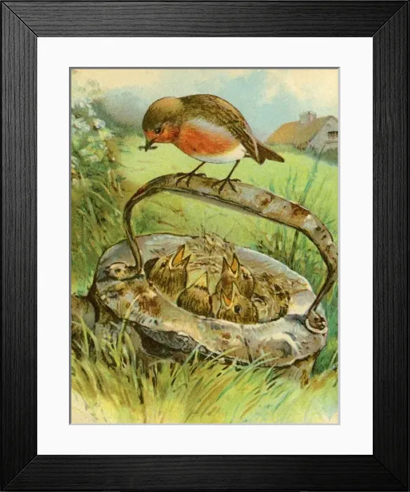 Framed Print : A robin feeding chicks Framed Print : A robin feeding chicks