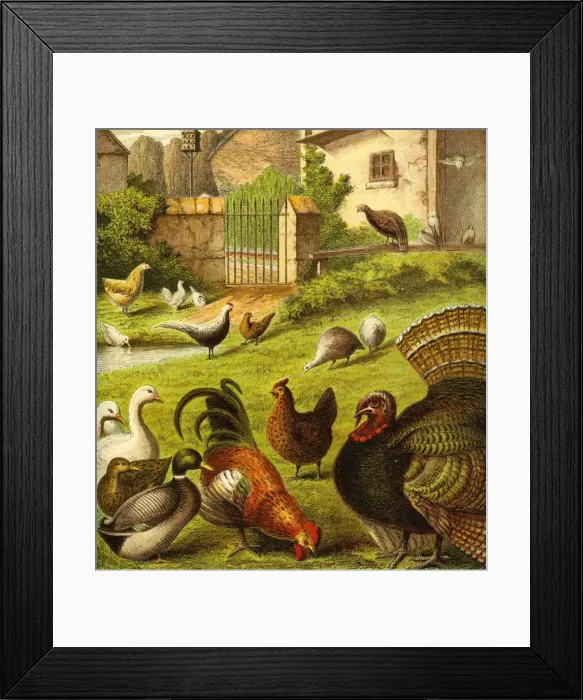 Framed Print : Victorian Farmyard (The poultry) Framed Print : Victorian Farmyard (The poultry)