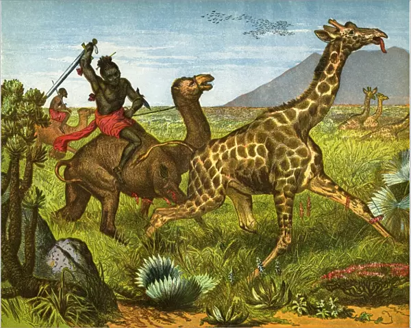 Giraffe hunting