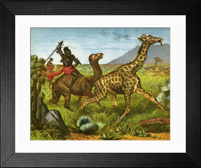 Framed Print : Giraffe hunting