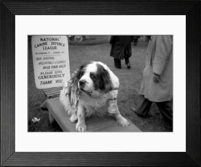 Framed Print : Epsom Derby - 1954 Framed Print : Epsom Derby - 1954