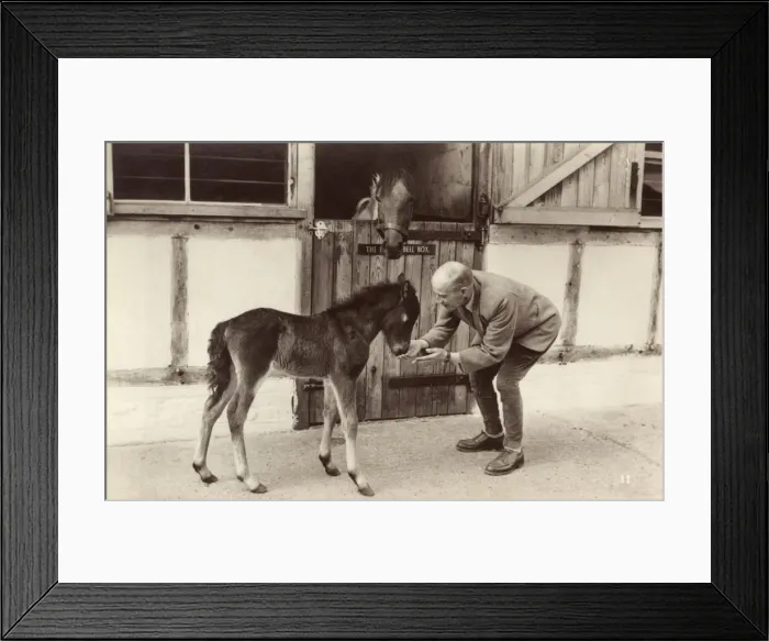 Framed Print : Young foal Framed Print : Young foal