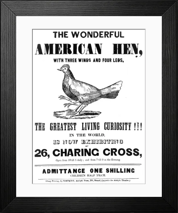 Framed Print : The wonderful American hen Framed Print : The wonderful American hen