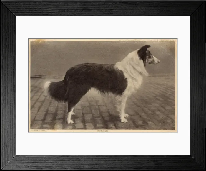 Framed Print : Prize Collie Dog Framed Print : Prize Collie Dog
