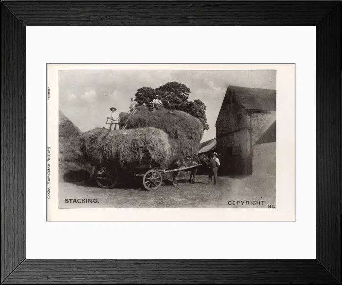 Framed Print : Stacking hay on a horse-drawn cart Framed Print : Stacking hay on a horse-drawn cart