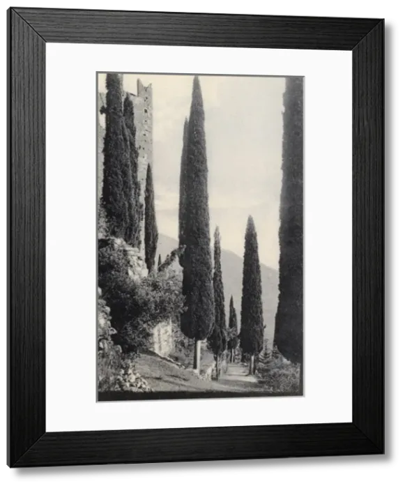 Framed Print : Arco, Lake Garda, Italy - Cypresses Framed Print : Arco, Lake Garda, Italy - Cypresses