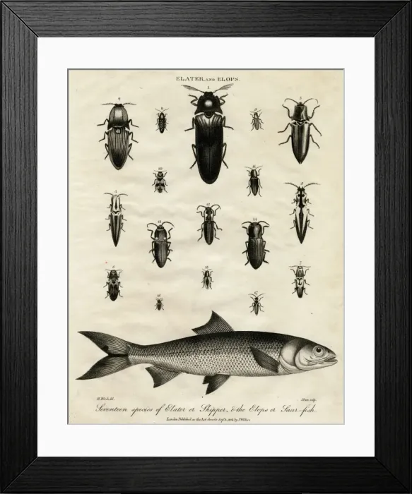 Framed Print : Elater (Click Beetle) and Elops Saurus Framed Print : Elater (Click Beetle) and Elops Saurus