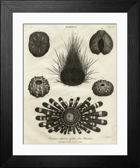 Framed Print : Echinus, or Sea Urchin