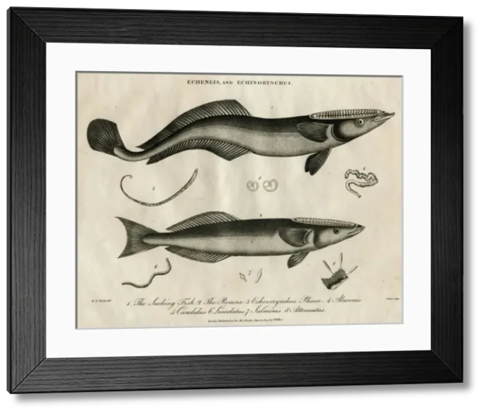 Framed Print : Echeneis and Echinorynchus (fish) Framed Print : Echeneis and Echinorynchus (fish)
