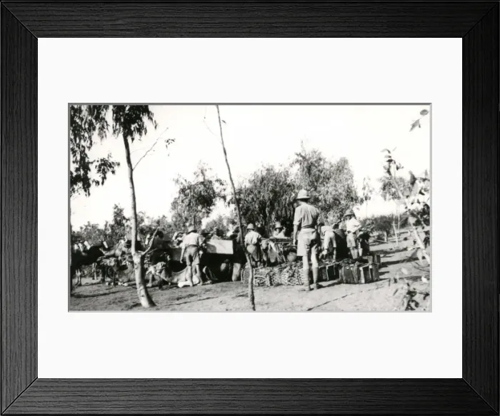 Framed Print : Allied troops with camels, Mesopotamia, WW1 Framed Print : Allied troops with camels, Mesopotamia, WW1