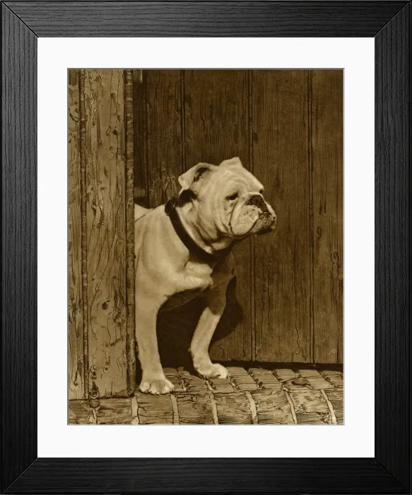 Framed Print : Bulldog in a doorway Framed Print : Bulldog in a doorway