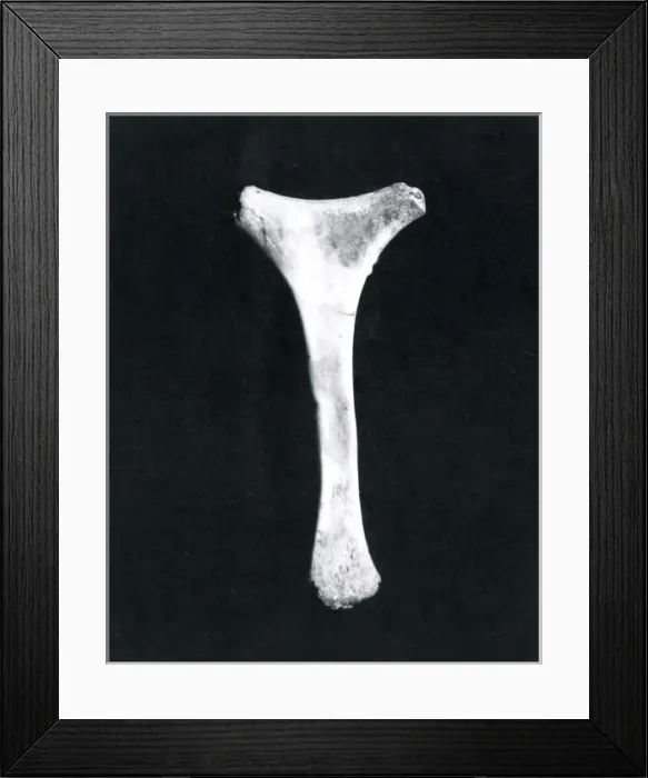 Framed Print : Lucky charm mascot (bone), WW1 Framed Print : Lucky charm mascot (bone), WW1