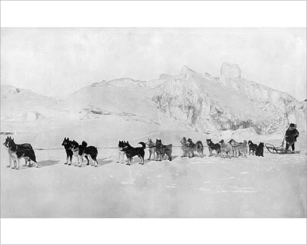 Huskies. A team of huskies prepare to pull a sled in the icy wilderness Date: 20th century
