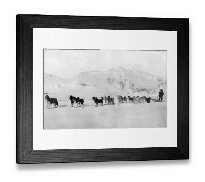 Framed Print : Huskies. A team of huskies prepare to pull a sled in the icy wilderness Date: 20th century Framed Print : Huskies. A team of huskies prepare to pull a sled in the icy wilderness Date: 20th century
