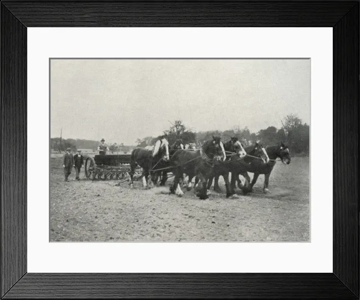 Framed Print : Inmate and Horses at Claydon Training Centre, Suffolk Framed Print : Inmate and Horses at Claydon Training Centre, Suffolk