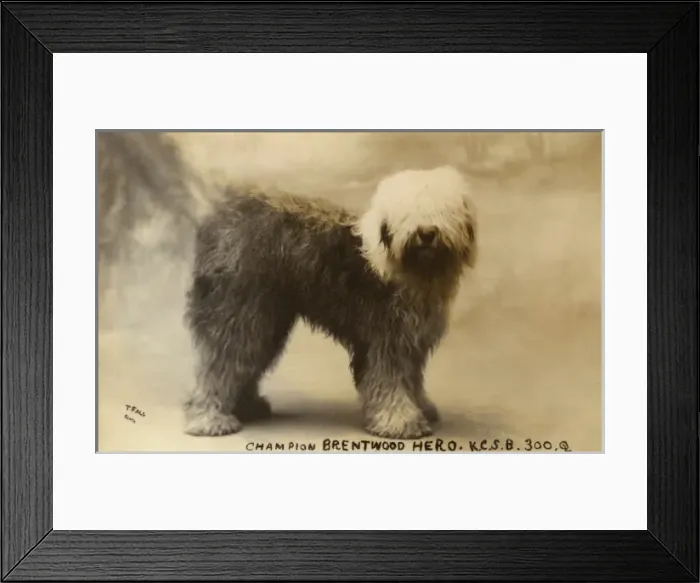 Framed Print : Champion Brentwood Hero - Old English Sheepdog Framed Print : Champion Brentwood Hero - Old English Sheepdog
