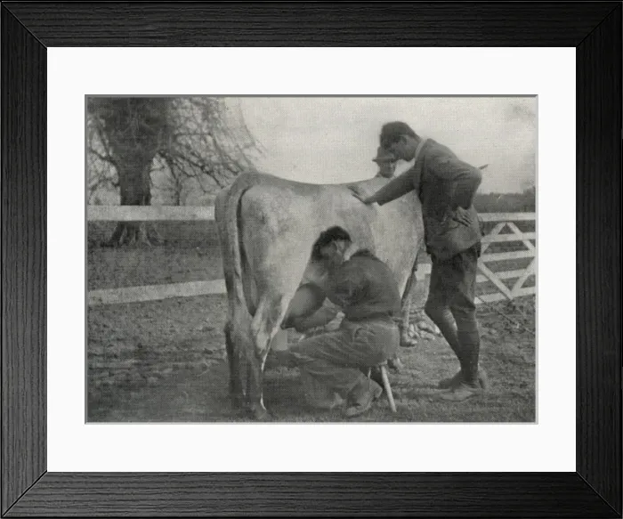 Framed Print : Inmates practise milking at Claydon Training Centre, Suffolk Framed Print : Inmates practise milking at Claydon Training Centre, Suffolk