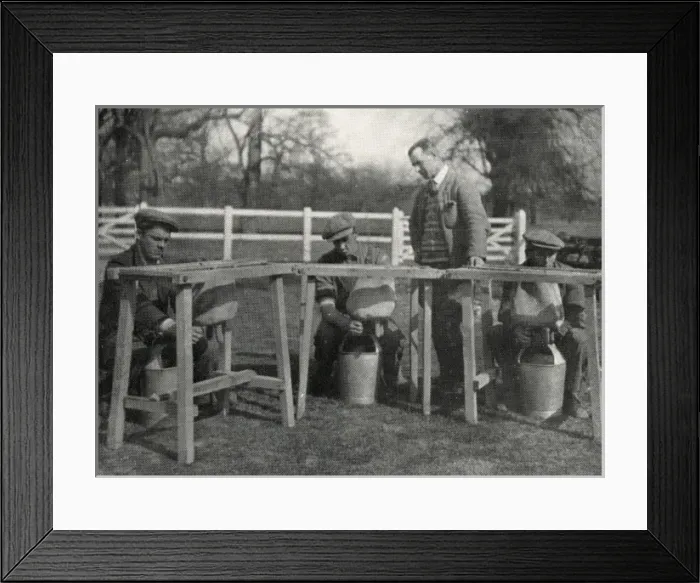 Framed Print : Instruction in milking at Claydon Training Centre, Suffolk Framed Print : Instruction in milking at Claydon Training Centre, Suffolk