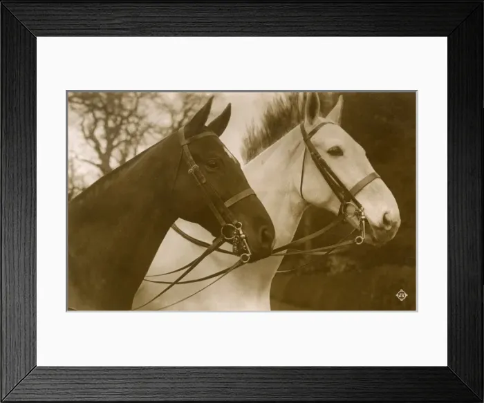 Framed Print : Pair of Show Horses or Hunters Framed Print : Pair of Show Horses or Hunters