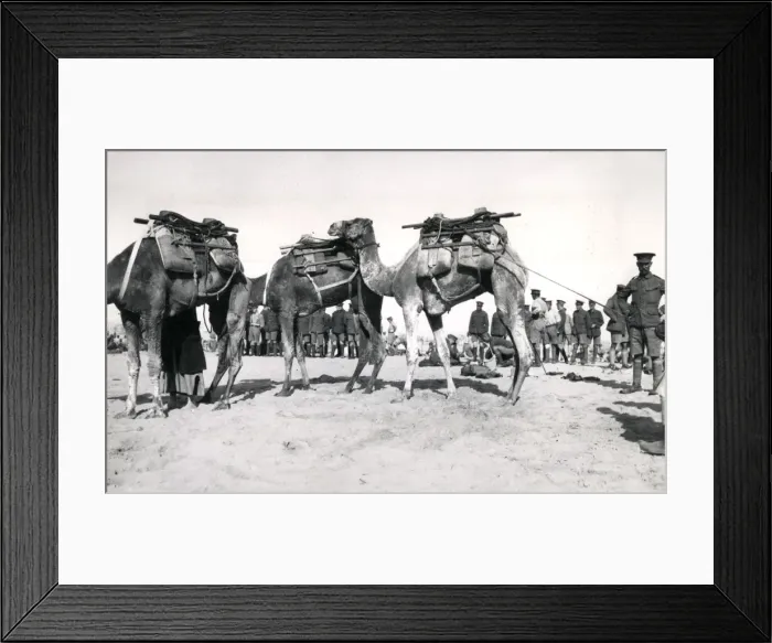 Framed Print : Camel transport, Suez Canal defences, Egypt, WW1 Framed Print : Camel transport, Suez Canal defences, Egypt, WW1