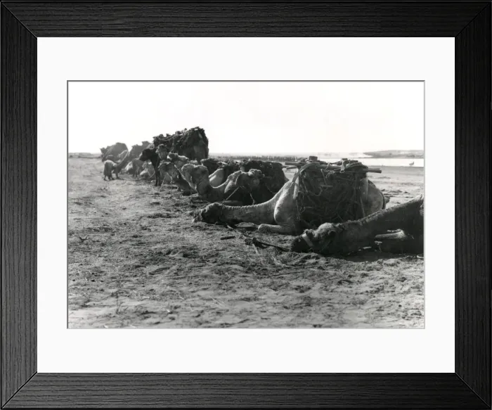 Framed Print : Anzac transport camels resting at Gaza, WW1 Framed Print : Anzac transport camels resting at Gaza, WW1