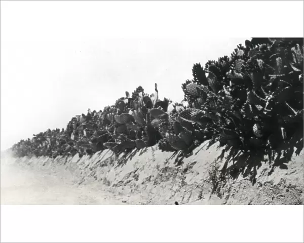 Cactus hedges near Deir el Balah, Palestine, WW1