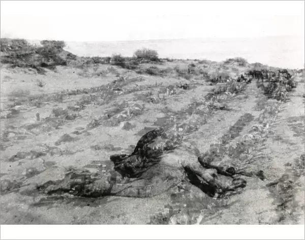 Dead camel in the desert, Middle East, WW1