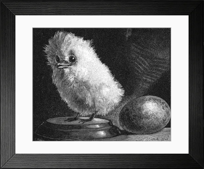 Framed Print : Young Tropic Bird, 1882 Framed Print : Young Tropic Bird, 1882