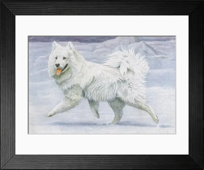Framed Print : Siberian Reindeer Dog or Samoyed Framed Print : Siberian Reindeer Dog or Samoyed