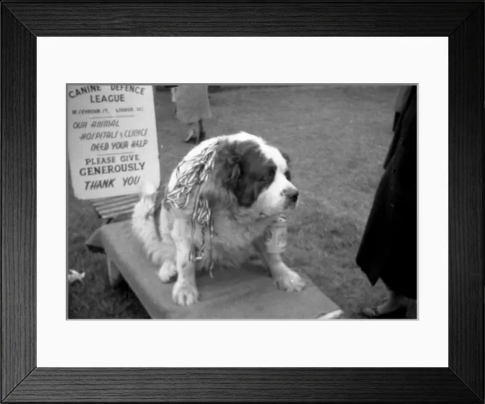 Framed Print : Epsom Derby - 1954 Framed Print : Epsom Derby - 1954