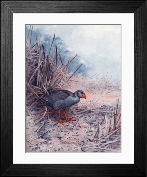 Framed Print : Notornis. Rare flightless New Zealand bird, the notornis Framed Print : Notornis. Rare flightless New Zealand bird, the notornis