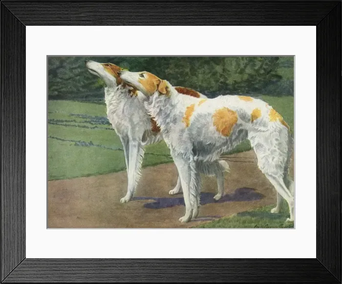 Framed Print : Russian Wolfhounds Framed Print : Russian Wolfhounds