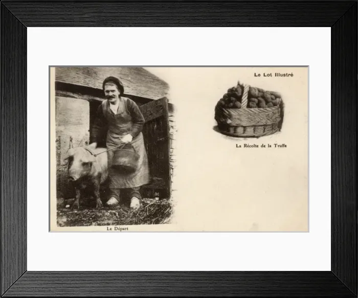 Framed Print : A Crack Truffle-hunting team setting out, France Framed Print : A Crack Truffle-hunting team setting out, France